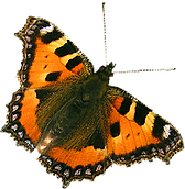 butterfly